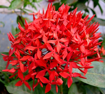 Ixora macrothyrsa - Ixora géant rouge