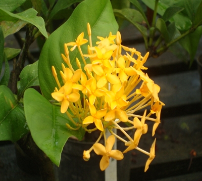 Ixora javanica - Ixora Jaune d'or