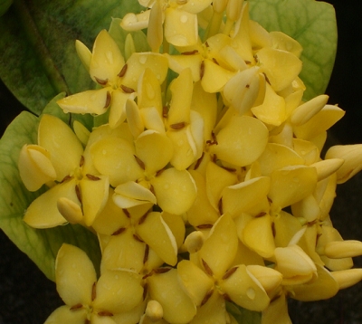 Ixora  - Ixora jaune strié