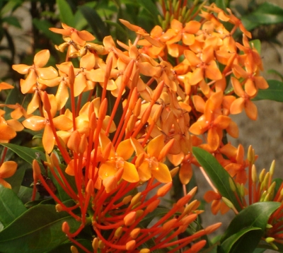 Ixora nana Spp - Ixora nain corail