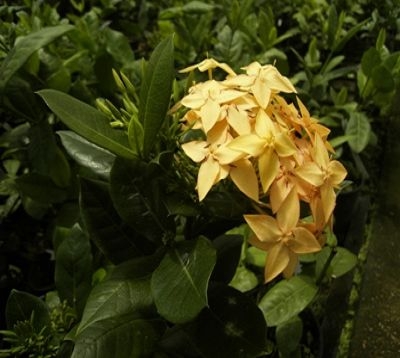 Ixora nana Spp - Ixora nain jaune