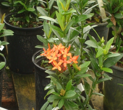 Ixora nana Spp - Ixora nain orange