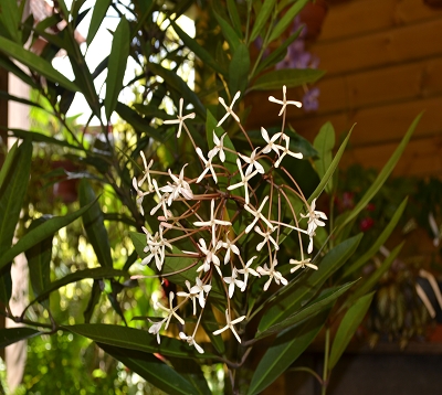 Ixora odorata - Ixora odorata