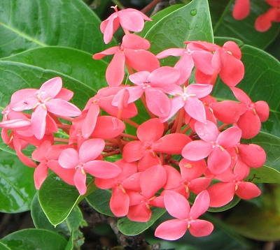 Ixora candy pink - Ixora rose grosses fleurs