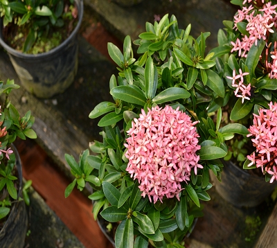 Ixora candy pink - Ixora rose petites fleurs