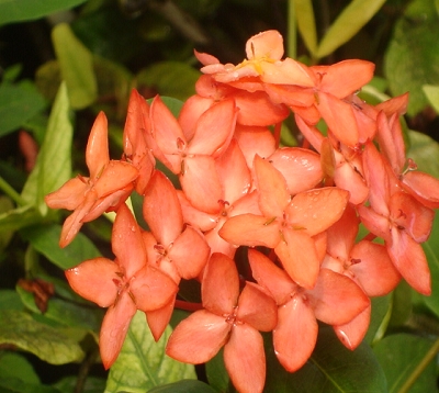 Ixora fraseri - Ixora saumon