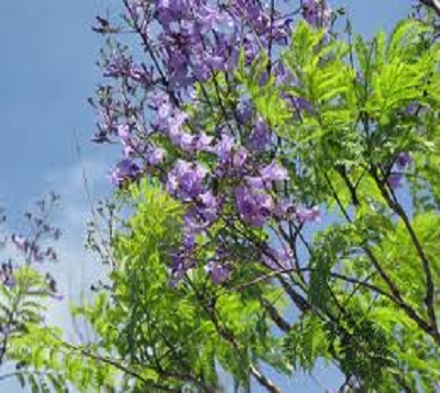 🚫 Jacaranda - Jacaranda