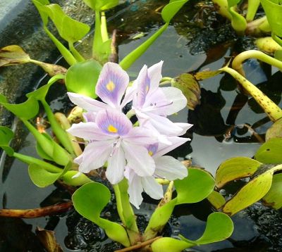🚫 Eichhornia crassipes - Jacinthe d'eau