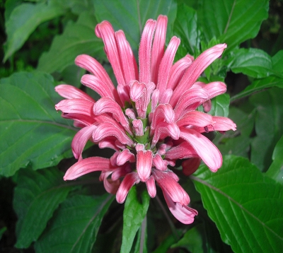 Jacobinia carnea - Jacobinia carnea