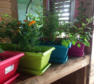 Jardinière  de couleur avec soucoupe