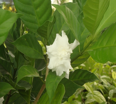 Tabernaemontana coronaria - Jasmin café