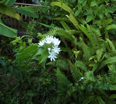 Jasminum multiflorum - Jasmin de haie