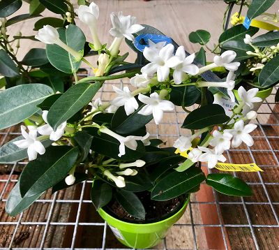 Stephanotis floribunda - Jasmin de Madagascar