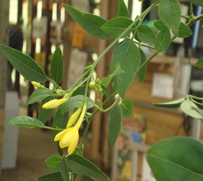 Jasminum fruticans - Jasmin jaune