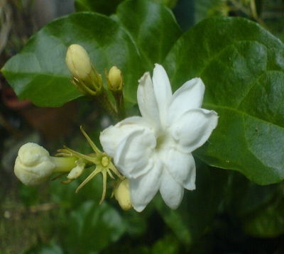 Jasminum sambac - Jasmin sambac