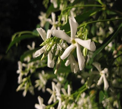 Tabernaemontana corymbosa- Jasmin Tabernaemontana