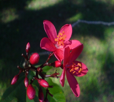 Jatropha integerrima  - Médecinier