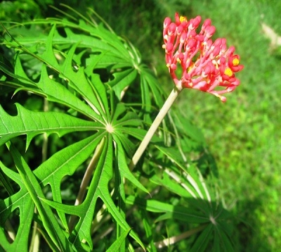 Jatropha multifida  - Médecinier