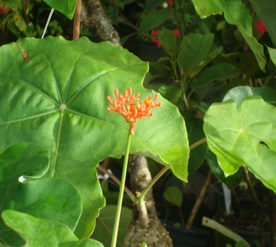 Jatropha podagrica   - Petit baobab