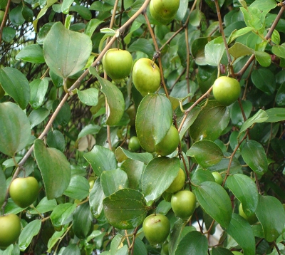 Ziziphus mauritania - Jujubier