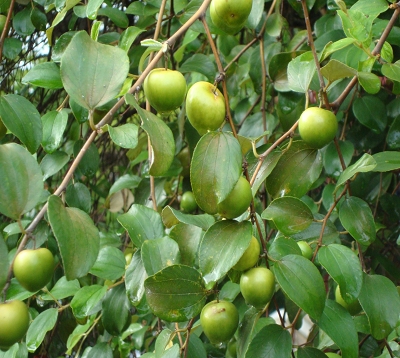 Ziziphus mauritiana - Jujubier