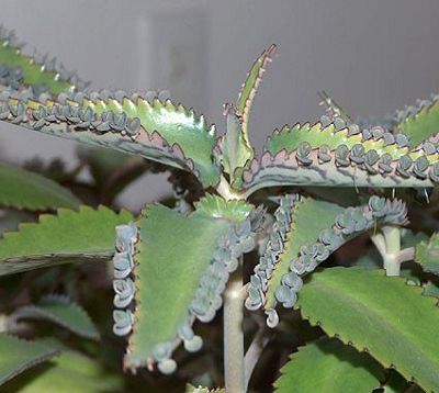 Kalanchoe degraimontiana - kalanchoe alligator