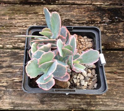 Kalanchoe fedtschenkoi - Kalanchoe fedtschenkoi