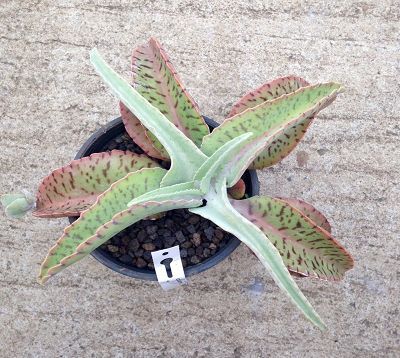 Kalanchoe gastonis bonnieri - Kalanchoe oreille d'âne