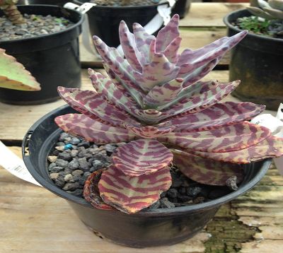 Bryophyllum humilis - Kalanchoe humilis