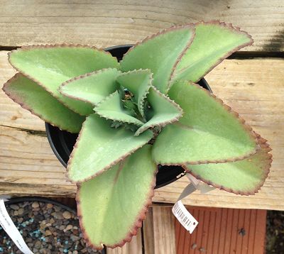 Kalanchoe laetivirens - kalanchoe laetivirens