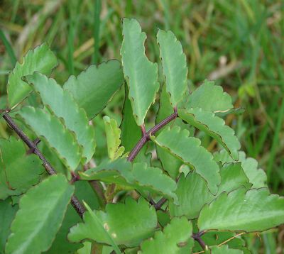 Bryophyllum pinnata - Kalanchoe pinnata