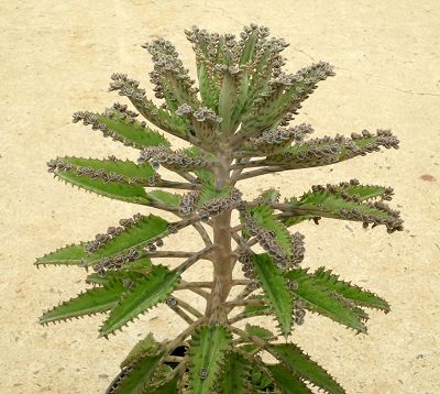 Kalanchoe rosei - Kalanchoe rosei