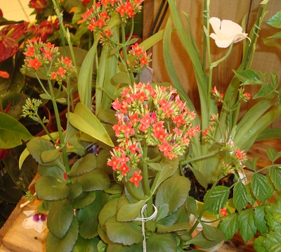 Kalanchoe blossfeldiana - Kalanchoe rouge