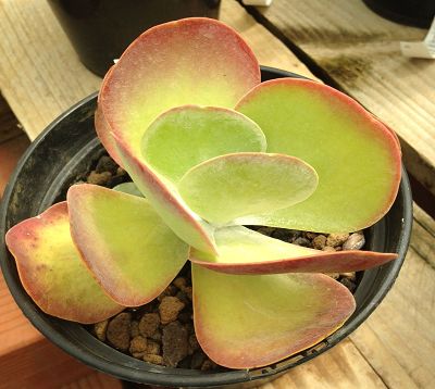 Kalanchoe thyrsiflora - Kalanchoe thyrsiflora