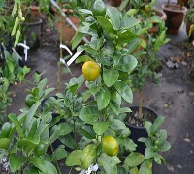 Fortunella obovata fukushu - Kumquat fukushu