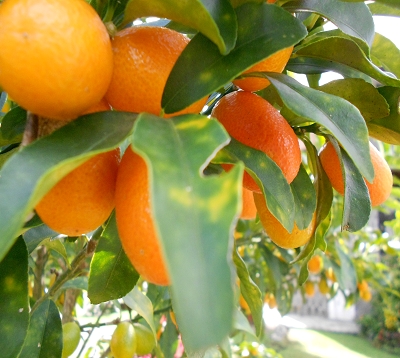 Fortunella margarita nagami - Kumquat nagami