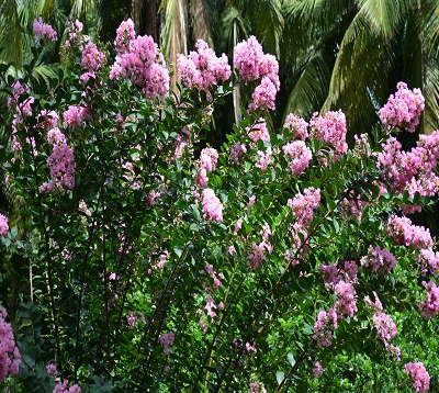 Lagerstroemia indica - Lagerstremia - Lilas d'Inde