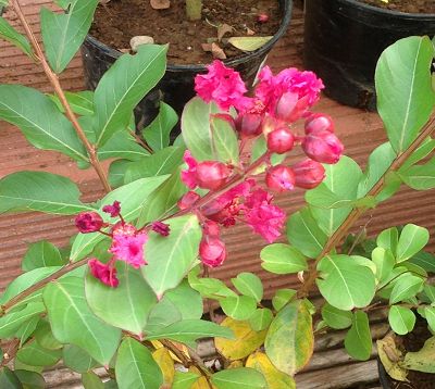 Lagerstroemia indica nana - Lagerstremia super nain fushia - Lilas d'Inde nain fushia