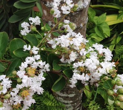 Lagerstroemia indica - Lagerstremia blanc - Lilas d'Inde blanc