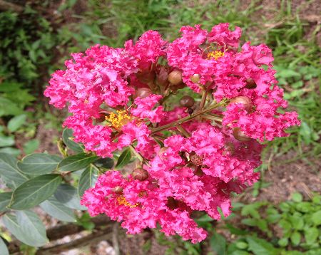 Lagerstroemia indica - Lagerstremia fushia - Lilas d'Inde