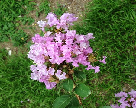 Lagerstroemia indica - Lagerstremia mauve - Lilas d'Inde mauve