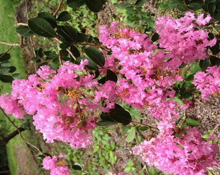 Lagerstroemia indica - Lagerstremia rose - Lilas d'Inde rose