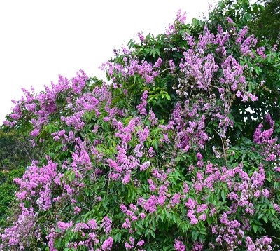 Lagerstroemia speciosa - Gestrame