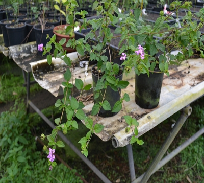 Lantana montevidensis - Lantana rampant