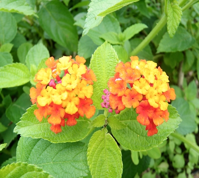 Lantana camara - Lantana