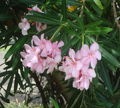 Nerium oleander - Laurier rose