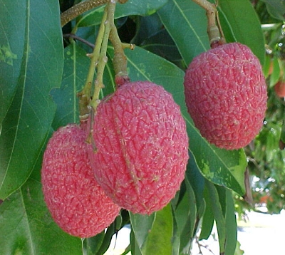 Litchi chinensis - Letchi