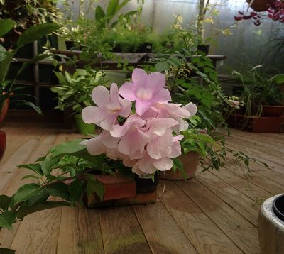 Mansoa alliacea (Bignonia alliacea)  - Liane ail