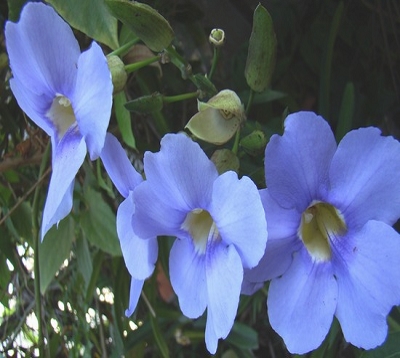 ﻿🚫 Thunbergia grandiflora - Liane bleue