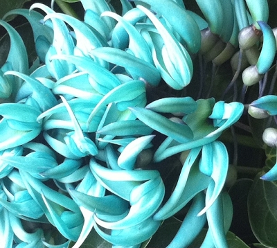 Strongylodon macrobotrys - Liane de jade